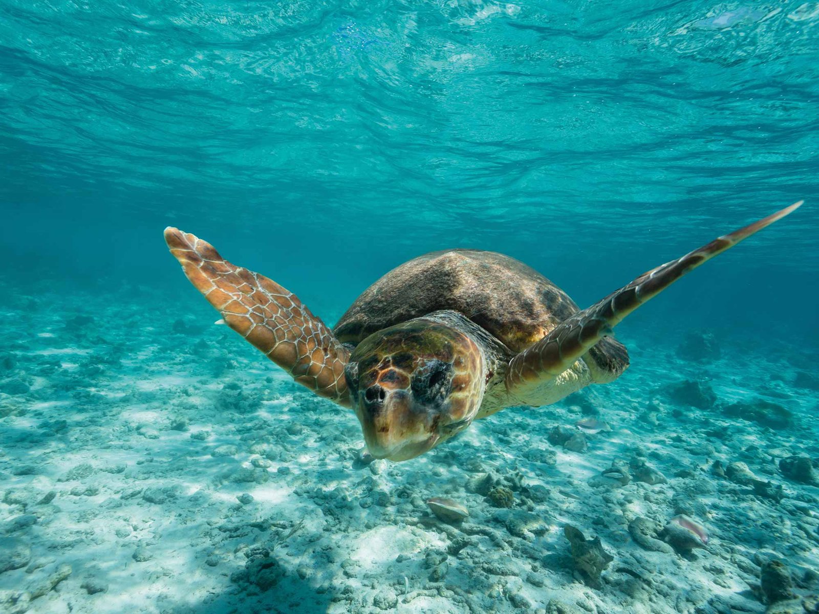 caretta_caretta