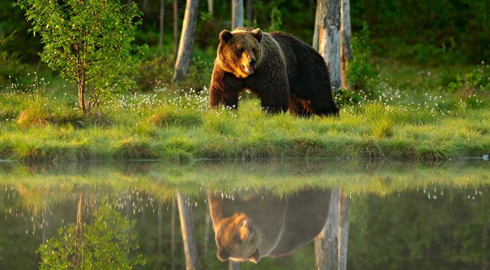 02_orso_bruno