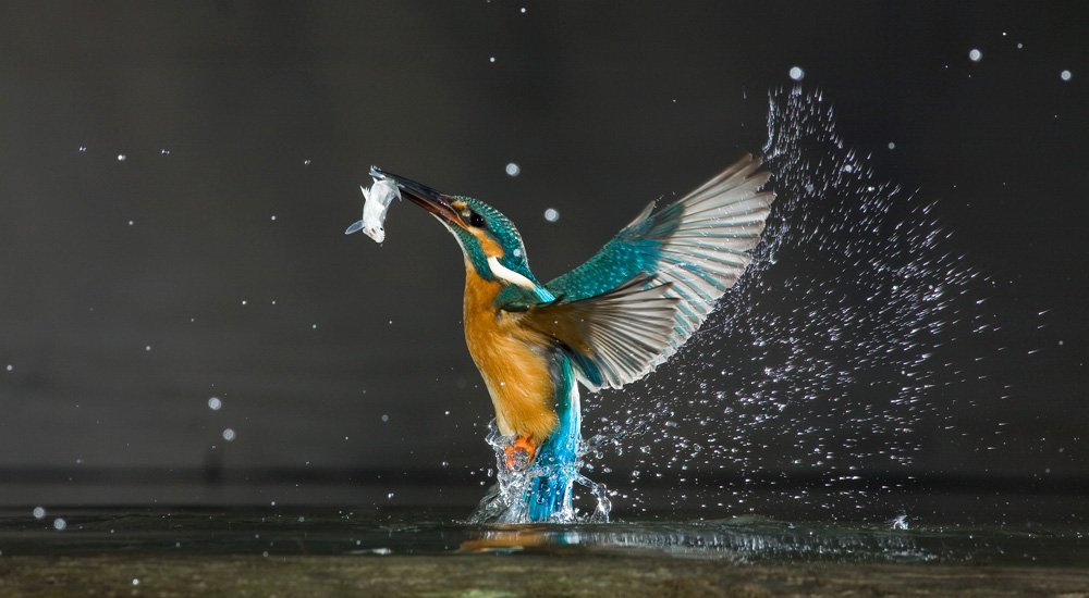 Common_Kingfisher