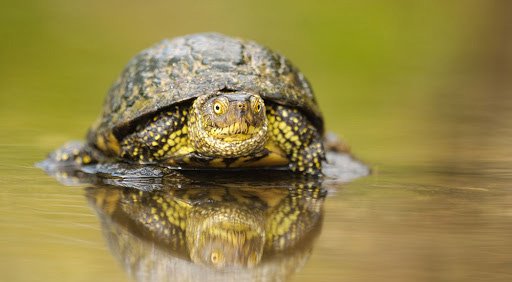 Sicilian_pond_terrapin